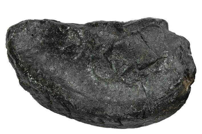 Fossil Whale Ear Bone - Miocene #99962